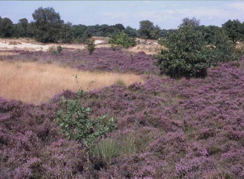 Natuurhuisje Oisterwijk 빌라 외부 사진